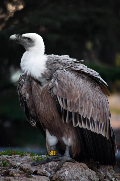 Close Griffon Vulture Head Huge Beak — Stock Photo, Image