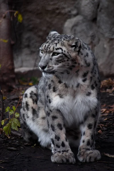 Leopardo Nieve Con Elegante Pelaje Blanco Negro Sienta Suelo Mirada — Foto de Stock
