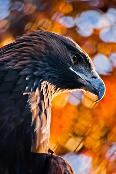 Head Golden Eagle Close Huge Beak Stern Eagle Look — Stock Photo, Image