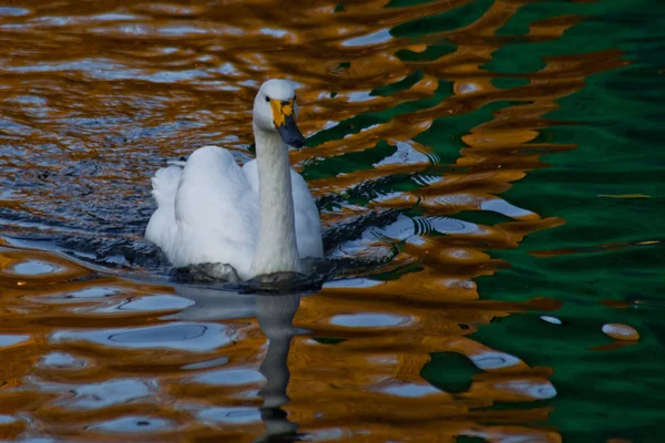 Swan Swimming Sunset Water White Swan Water Golden Sun Green — Stock Photo, Image