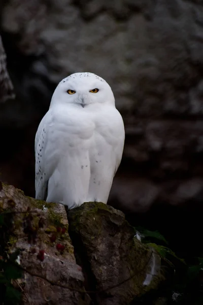 White Polar Owl Sitting Dark Background Sharp Contrast Owl Sits — Stock Photo, Image