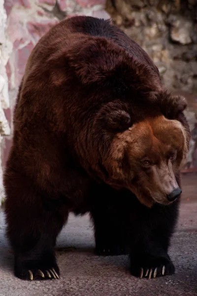 Огромный Коричневый Русский Медведь Крупным Планом Огромная Толстая Туша Блестящим — стоковое фото