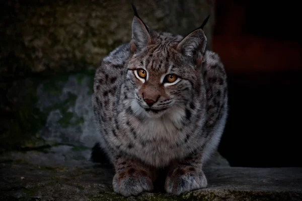 Lynx Siede Fissa Sguardo Dei Suoi Occhi Chiari Esprime Sconcerto — Foto Stock