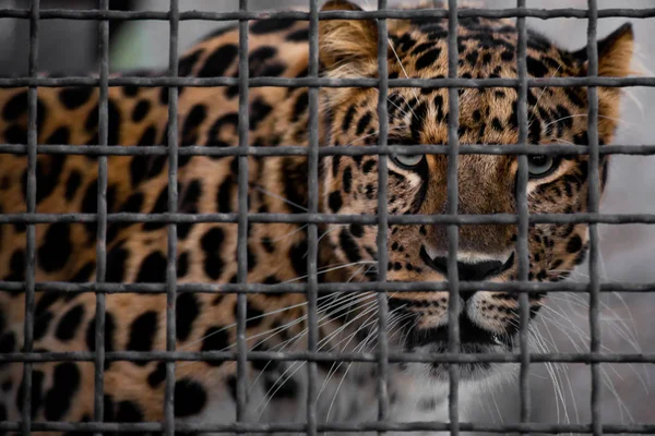 Leopard Chmurný Pohled Železné Mříže Symbol Svobody Závěr — Stock fotografie