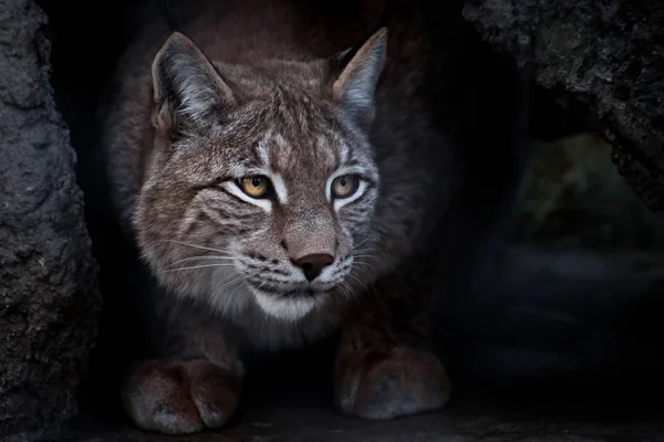 Lynx は地面に座っていると 皮肉なことにどこかを探している大きな猫です クローズ アップ — ストック写真