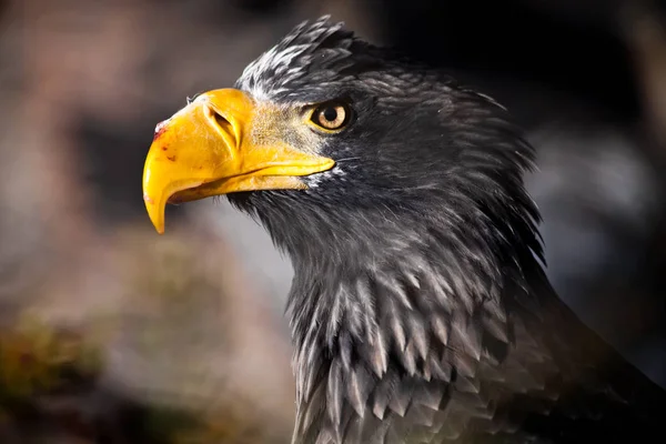 Huvudet Örn Med Näbb Blodet Nymalen Ätit Bytesdjur Svår Eagle — Stockfoto