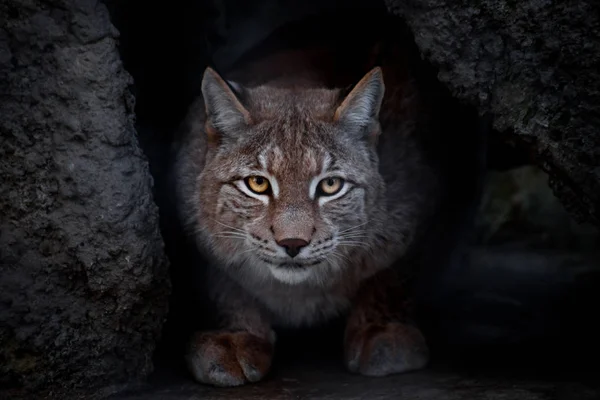 Lynx는 바닥에 앉아서 똑바로 아이러니 고양이 클로즈업 살쾡이의 — 스톡 사진