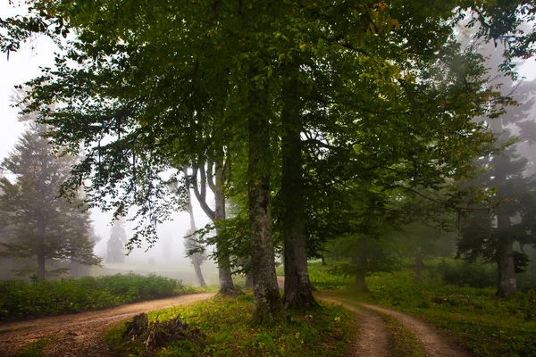 Большие Деревья Тумане Туманный Лес Легендарном Древнегреческом Колхиде Кавказ Абхазия — стоковое фото
