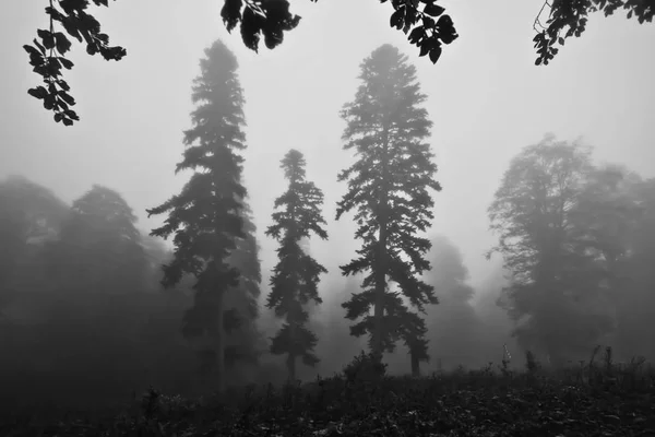 Три Ялина Дерев Тумані Туманні Лісу Легендарного Стародавнього Грецького Колхіди — стокове фото