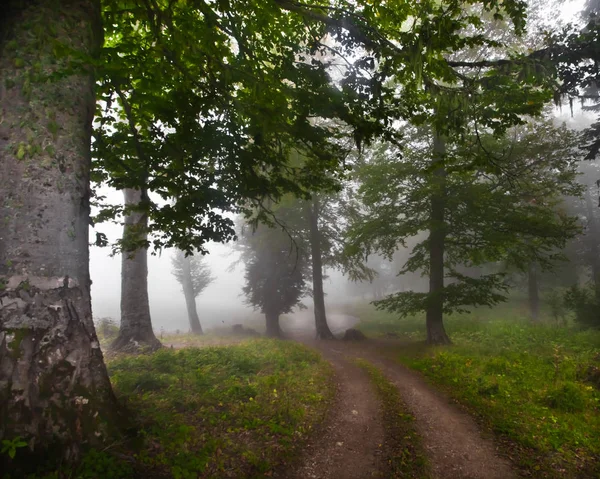 Большие Деревья Тумане Туманный Лес Легендарном Древнегреческом Колхиде Кавказ Абхазия — стоковое фото