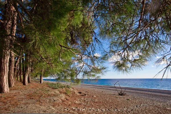 Сосны Перед Морем Сосновые Ветви Над Пляжем Легендарный Колхид Греческих — стоковое фото