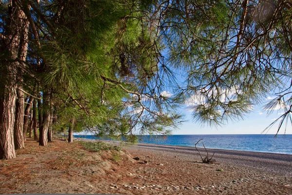 Pinos Frente Mar Ramas Pino Sobre Playa Los Legendarios Colchis — Foto de Stock