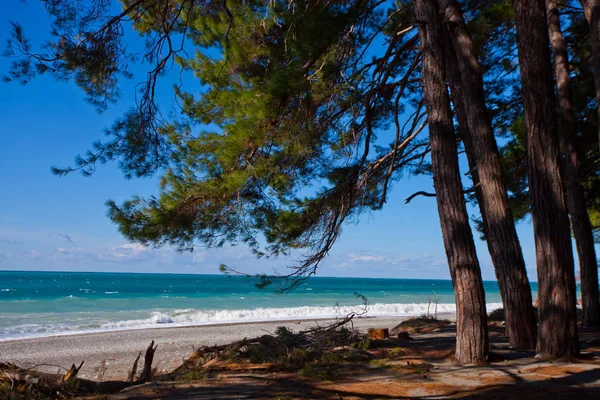 Des Pins Face Mer Des Branches Pins Sur Plage Les — Photo