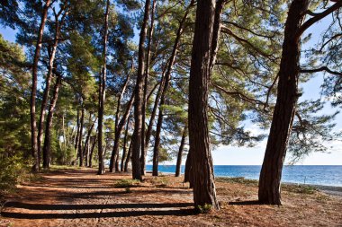 Efsanevi Colchis mavi deniz çam ormanı. Abhazya, Kafkasya.