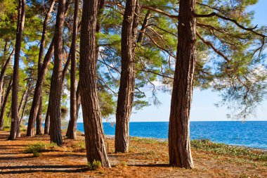 Pine forest by the blue sea in the legendary Colchis. Abkhazia, the Caucasus. clipart