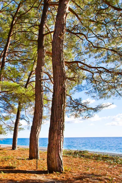 Bosque Pinos Junto Mar Azul Los Legendarios Colchis Abjasia Cáucaso — Foto de Stock