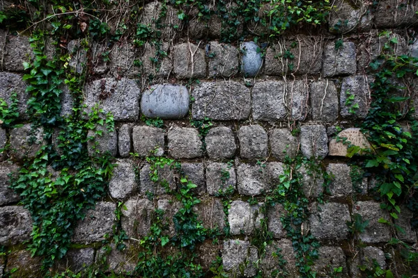 Antigua Pared Piedras Grises Entrelazadas Con Hiedra Verde Antecedentes — Foto de Stock