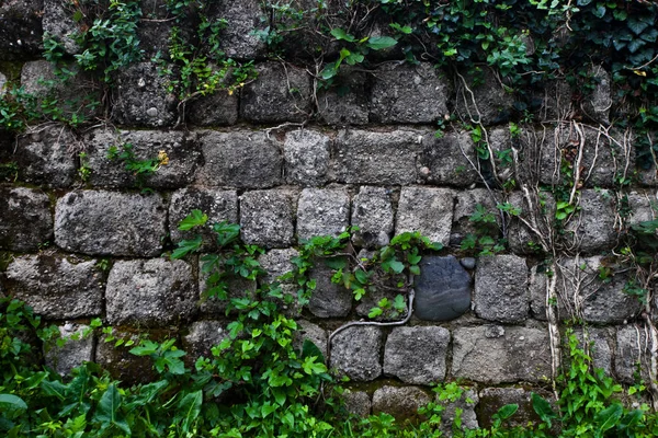 Antigua Pared Piedras Grises Entrelazadas Con Hiedra Verde Antecedentes — Foto de Stock