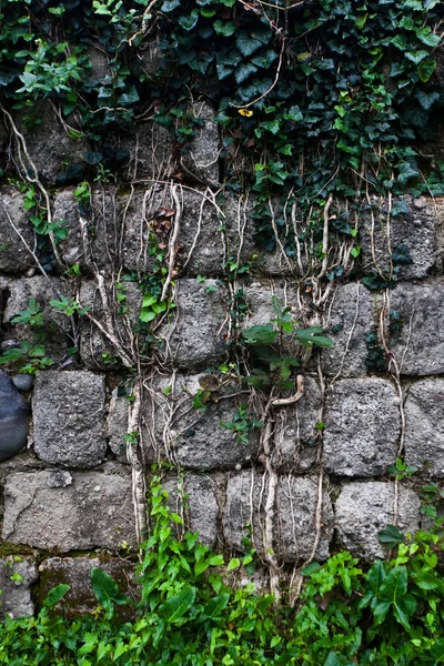 Плющ Распространяется Стене Стеблями Завязанными Узлом Древняя Стена Серых Камней — стоковое фото