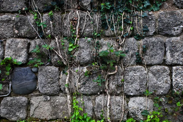 Hiedra Extiende Pared Con Sus Tallos Anudados Antigua Pared Piedras — Foto de Stock