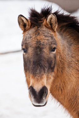 Przewalski at (Khalkha Moğolca) veya Moğol atları namlu çıkış 