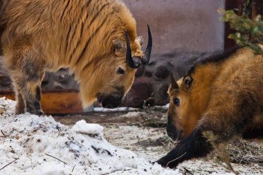 Sarı Tüylü toplar, Sichuan takin popo bir karlı karşı belgili tanımlık kriket sopası