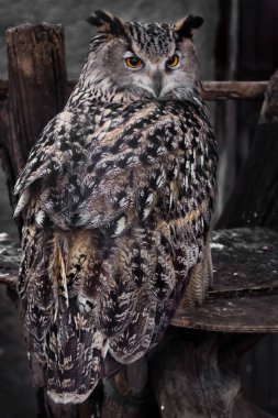 Seyir sırt, omuz üzerinden bir lar büyük baykuş-kartal baykuş oturur