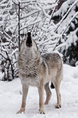 Şarkı kurt tam yüz görünümü. (İnleyen, s (dişi kurt) bir kurt uluyor