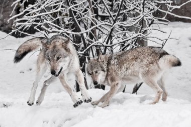 Karlı kış ön plana çiftleşme sırasında erkek ve dişi kurt oynamak