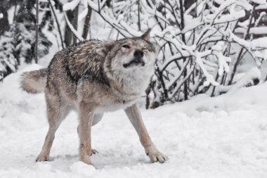 Kurt (dişi kurt) şiddetle kar Düriye saç kapalı sallıyor.