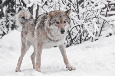 Güzel ve güçlü volodaya dişi kurt büyük plvnom karşı