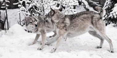 Karlı kış ön plana çiftleşme sırasında erkek ve dişi kurt oynamak