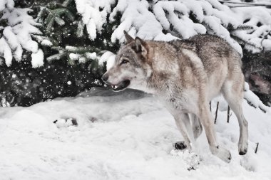 Büyük bir gri kurt hızlı orman, güçlü bir im çalışır