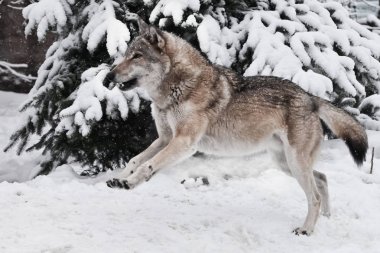 Büyük bir gri kurt aptallar Oyunlar çiftleşme sırasında ve kadar atlar bir