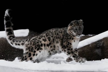  kar leoparı ustalıkla atlar ve karda karşı çalışır