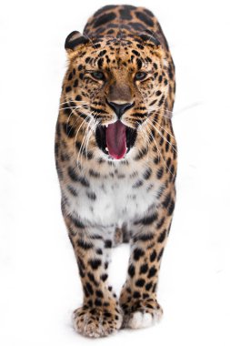 Amur leoparı standları tam yüz beyaz zemin üzerine izole 