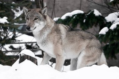 Kurt görünüyor sinsice, springily atlamak ve goa için çalıştırmak için hazır