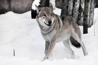 Kurt dışarı atlar ve nerede, zemine karşı çalıştırmak için düşünüyor