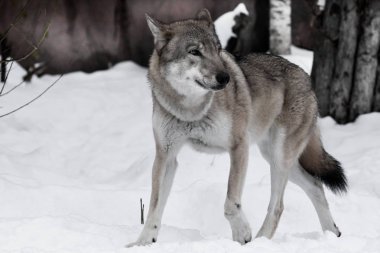 Kurt dışarı atlar ve nerede, zemine karşı çalıştırmak için düşünüyor