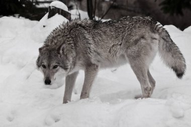 Dişi kurt öfkeyle görünüyor, kürk darmadağınık kurt 