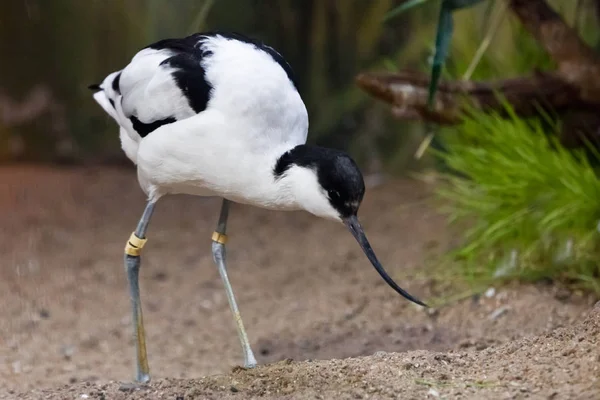 Svart och vit fågel med en lång näbb sandpiper Skärfläcka på — Stockfoto