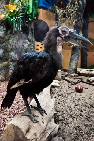 The Southern ground hornbill is a big smart bird with a long bea — Stock Photo, Image