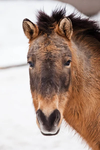 Muzzle przewalski horse (Khalkha Mongolian) or Mongolian horses — Stock Photo, Image