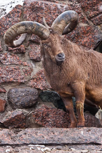 The East Caucasian tur or Daghestan tur. A wild mountain goat wi — Stock Photo, Image