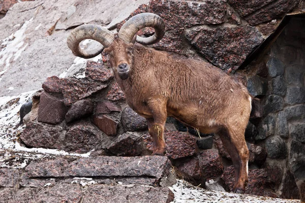 O tur caucasiano oriental ou tur daguestão. Uma cabra de montanha selvagem wi — Fotografia de Stock