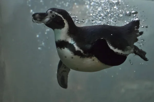 Der schlanke Pinguin schwimmt in türkisfarbenem Wasser mit Blasen. underwat — Stockfoto