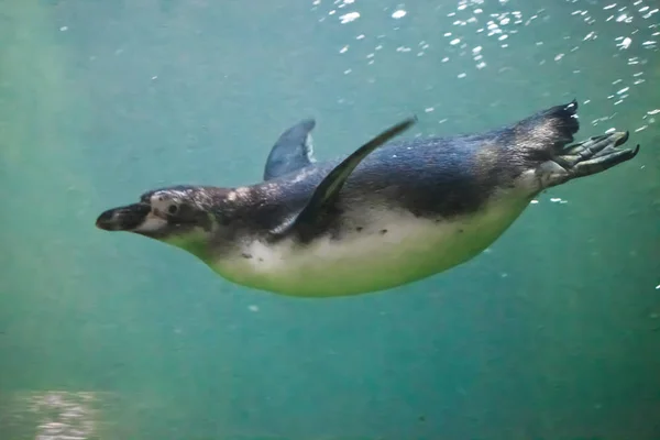 Der schlanke Pinguin schwimmt in türkisfarbenem Wasser mit Blasen. underwat — Stockfoto