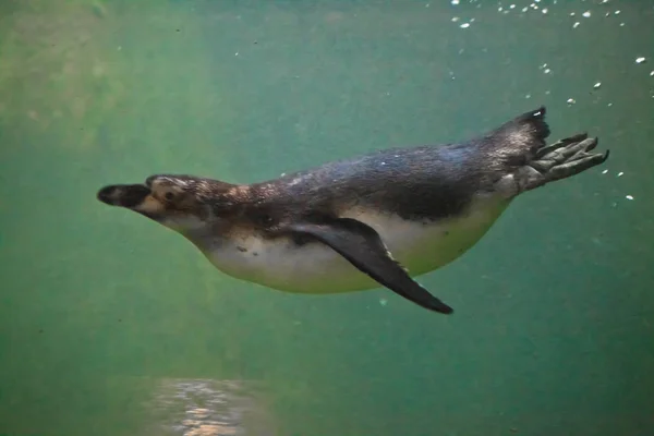 Der schlanke Pinguin schwimmt in türkisfarbenem Wasser mit Blasen. underwat — Stockfoto