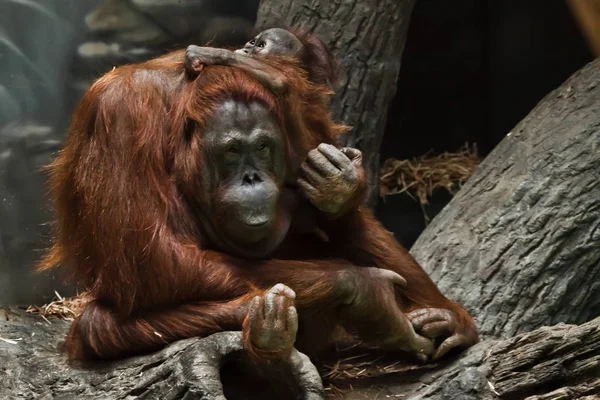 Macaco ruivo orangotango mãe com uma criança sentada no farelo — Fotografia de Stock