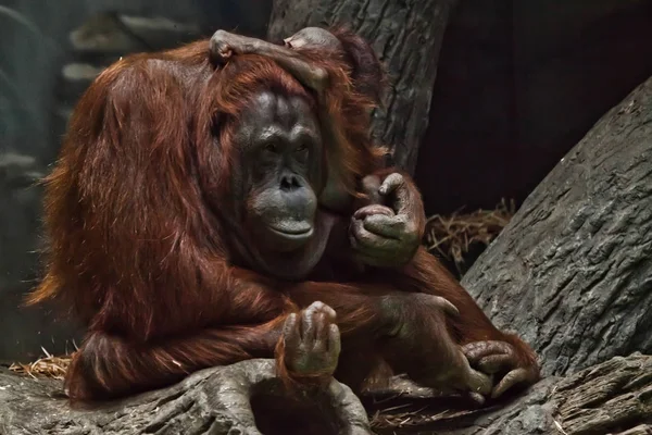 Ruda małpa orangutan matki z dzieckiem siedzi na otręby — Zdjęcie stockowe